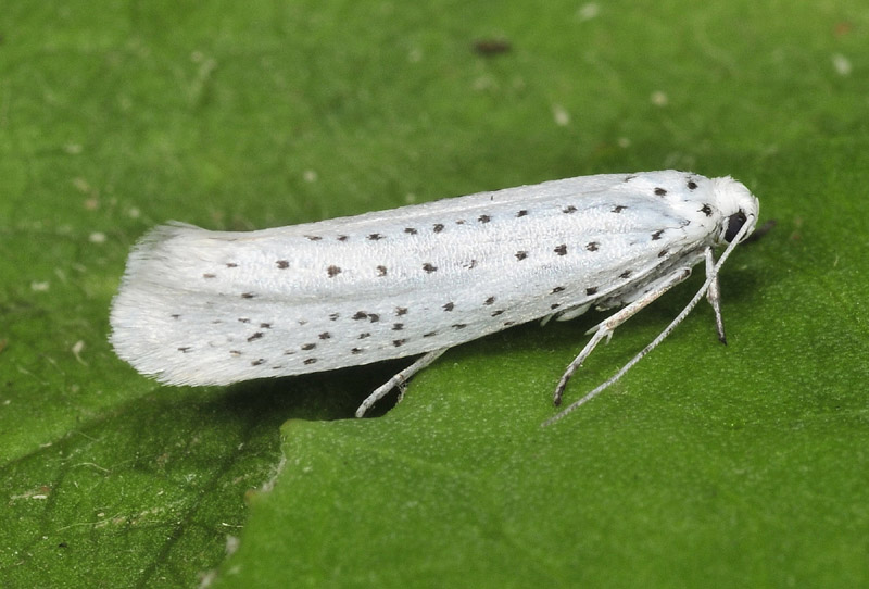 Yponomeutidae - Yponomeuta evonymella